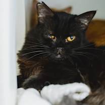 Thumbnail photo of Ivy #1