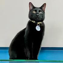 Thumbnail photo of Caesar #2