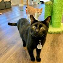 Thumbnail photo of Caesar #3