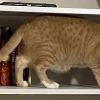 Thumbnail photo of Tumeric (Queenie litter 2) #2