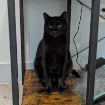 Thumbnail photo of Harvey #1