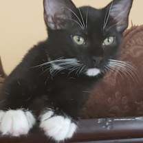 Thumbnail photo of Angel Bear #4