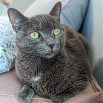Thumbnail photo of Asher #1