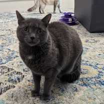 Thumbnail photo of Asher #2