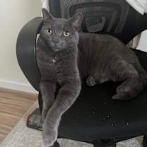 Thumbnail photo of Asher #3