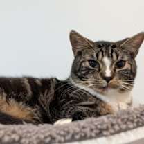 Thumbnail photo of Ben Affleck #1