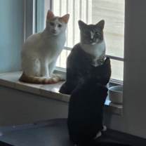 Thumbnail photo of Ben Affleck #3