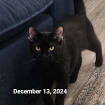 Thumbnail photo of Vampire Bill #2