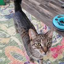 Thumbnail photo of Swan #1