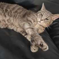 Thumbnail photo of Izzy Izzard #1