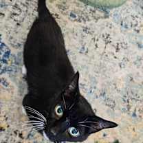 Thumbnail photo of Dexter #2