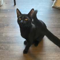 Thumbnail photo of Grover #3