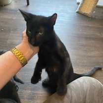 Thumbnail photo of Grover #4