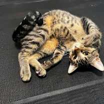 Thumbnail photo of Poncho #3