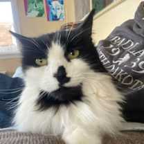 Thumbnail photo of Noel #1