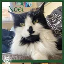Thumbnail photo of Noel #2