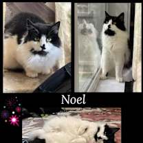 Thumbnail photo of Noel #3