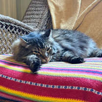 Thumbnail photo of Dodger #1