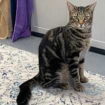 Thumbnail photo of Bear #4