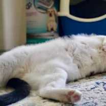 Thumbnail photo of Arctic #2