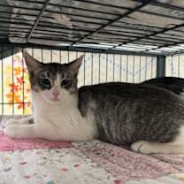 Thumbnail photo of Skitter #1