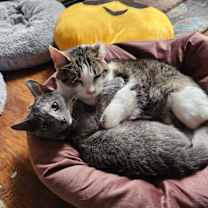 adopt a pet