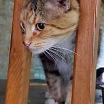 Thumbnail photo of Lulu #2