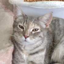 Thumbnail photo of Spangle #1