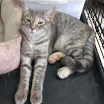 Thumbnail photo of Spangle #2