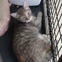 Thumbnail photo of Spangle #3