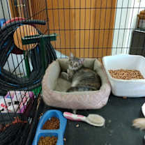Thumbnail photo of Spangle #4