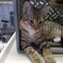 Thumbnail photo of Tippy Toes #1