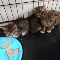 Thumbnail photo of Tippy Toes #2