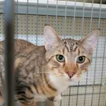 Thumbnail photo of Tippy Toes #3