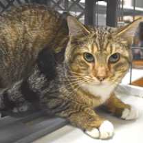 Thumbnail photo of Tippy Toes #4