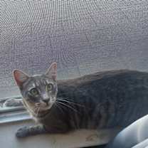 Thumbnail photo of Mariposa #1