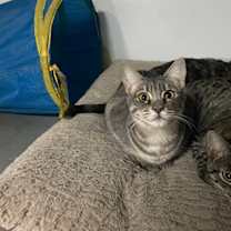 Thumbnail photo of Mariposa #3