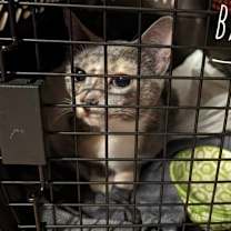 Thumbnail photo of Bandit #1