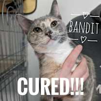 Thumbnail photo of Bandit #2