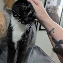 Thumbnail photo of Oreo - Considering Indoor/Outdoor Placement #1