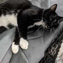 Thumbnail photo of Oreo - Considering Indoor/Outdoor Placement #2