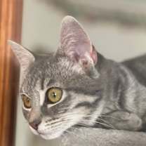 Thumbnail photo of Little Grey #1