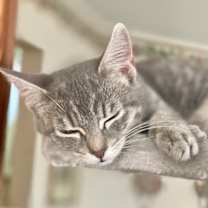 Thumbnail photo of Little Grey #2