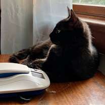 Thumbnail photo of Hawo #2