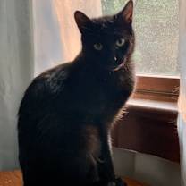 Thumbnail photo of Hawo #3