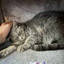 Thumbnail photo of Cutie Mila #2