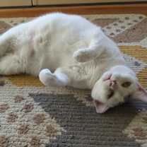 Thumbnail photo of Lucky #2