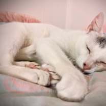 Thumbnail photo of Lucky #4