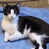 Thumbnail photo of Cheerio #1