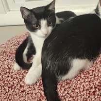 Thumbnail photo of Cheerio #2